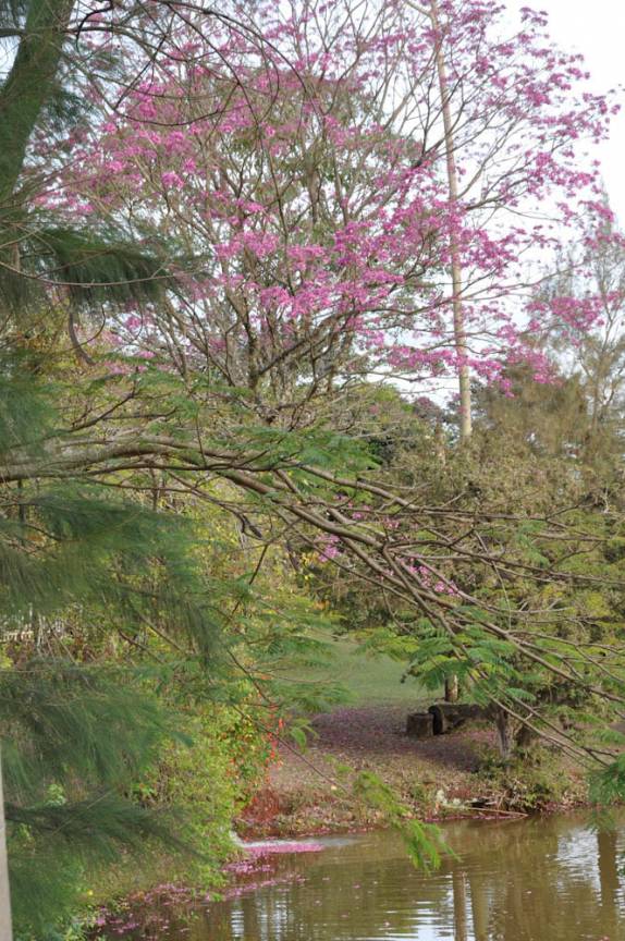 Tempo de flores na fazenda em Ribeirão Preto - SP